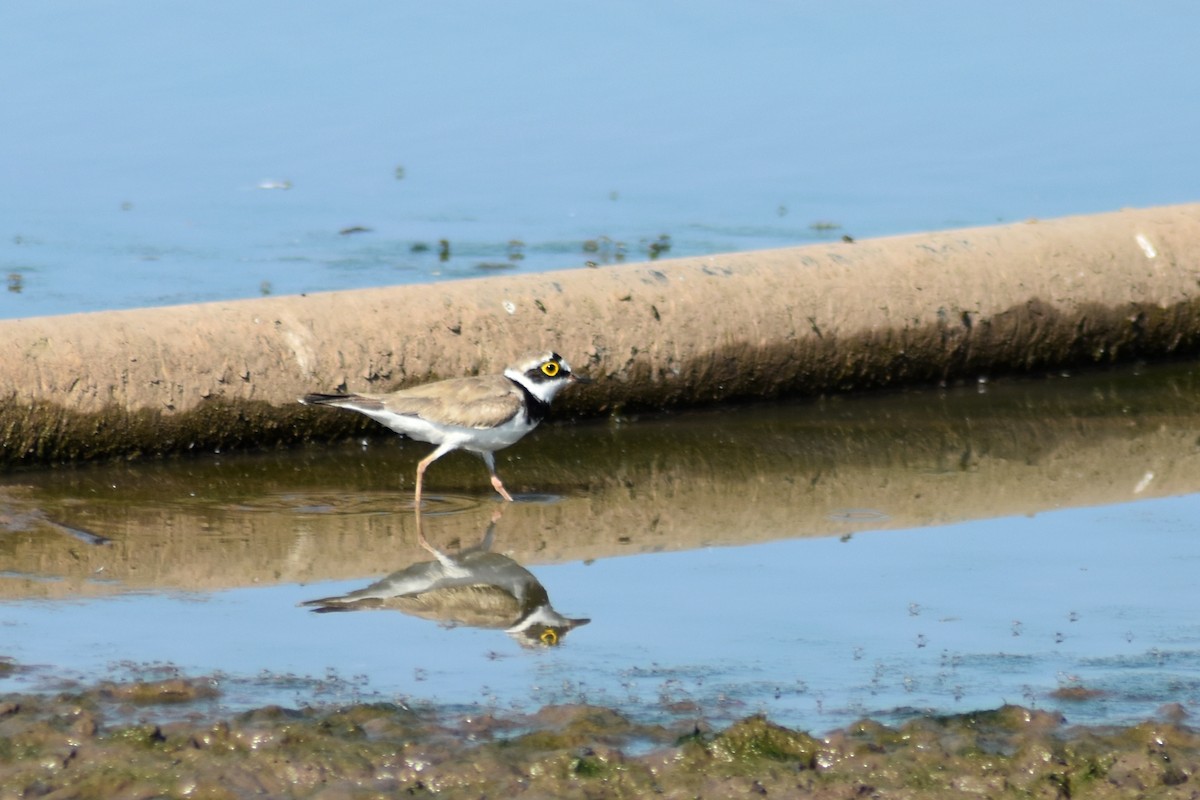 Little Ringed Plover - ML619987111