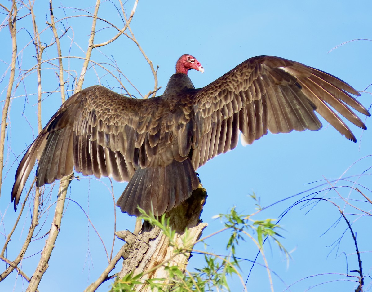 Turkey Vulture - ML619987131