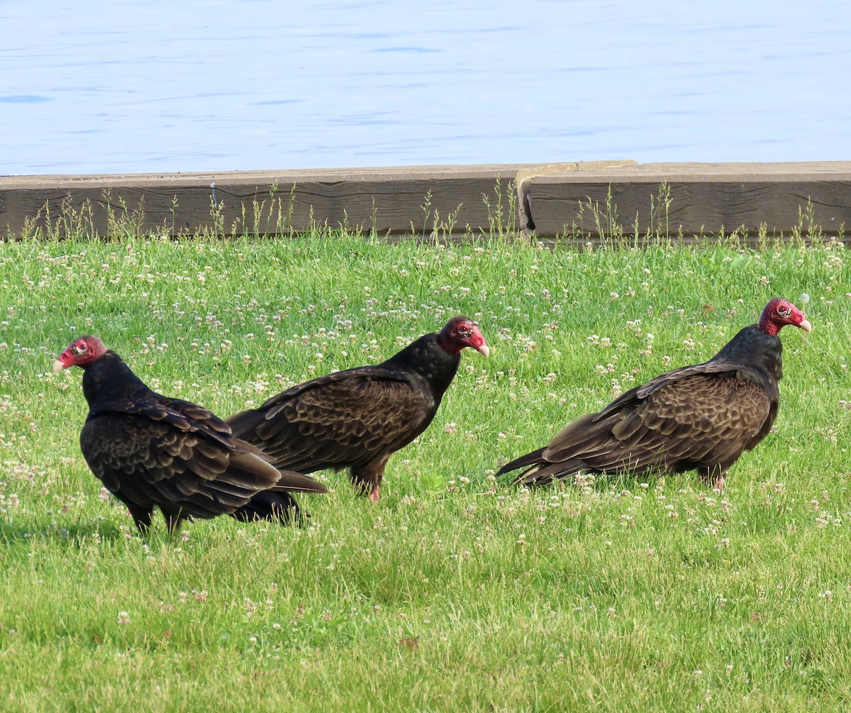 Turkey Vulture - ML619987134