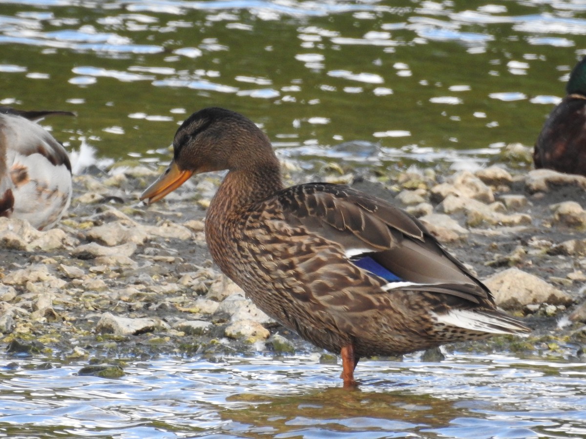 Canard colvert - ML619987140