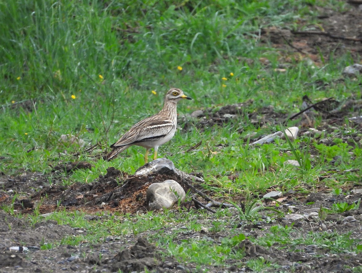 Eurasian Thick-knee - ML619987145