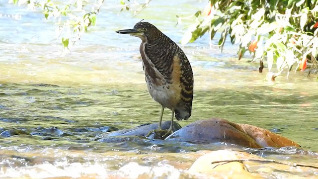 Fasciated Tiger-Heron - ML619987148