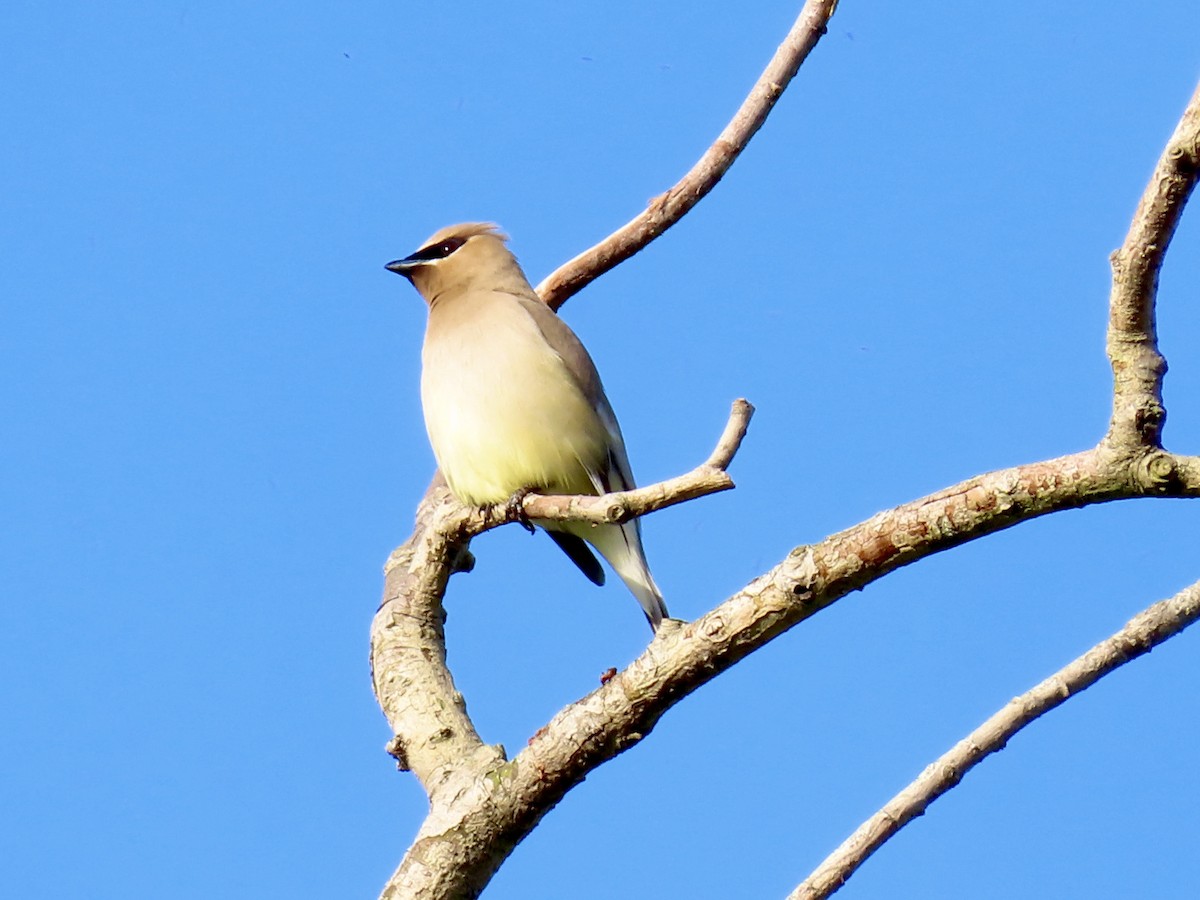 Cedar Waxwing - ML619987149