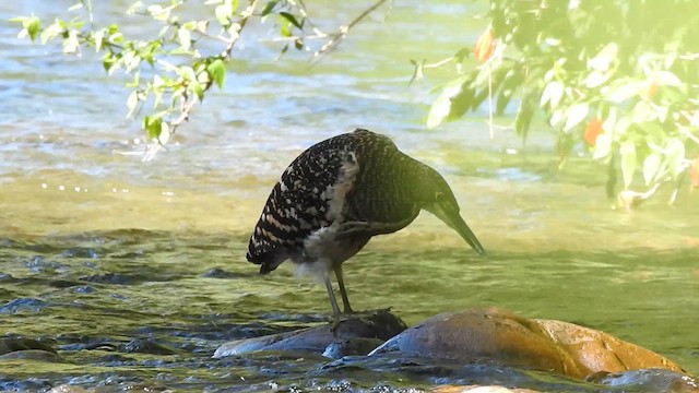 Fasciated Tiger-Heron - ML619987151