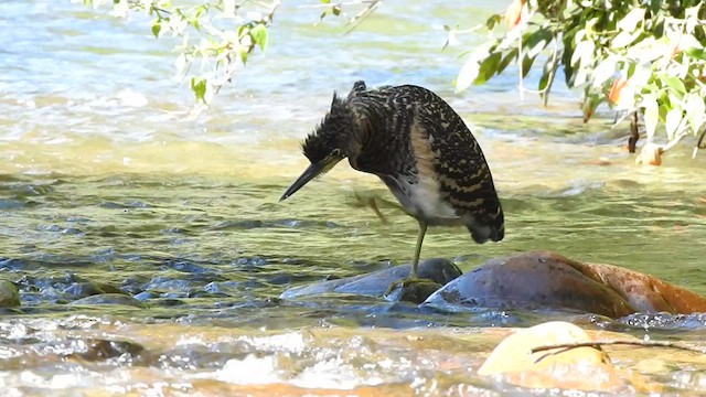 Fasciated Tiger-Heron - ML619987153