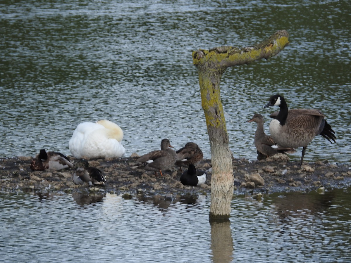 Tufted Duck - ML619987155