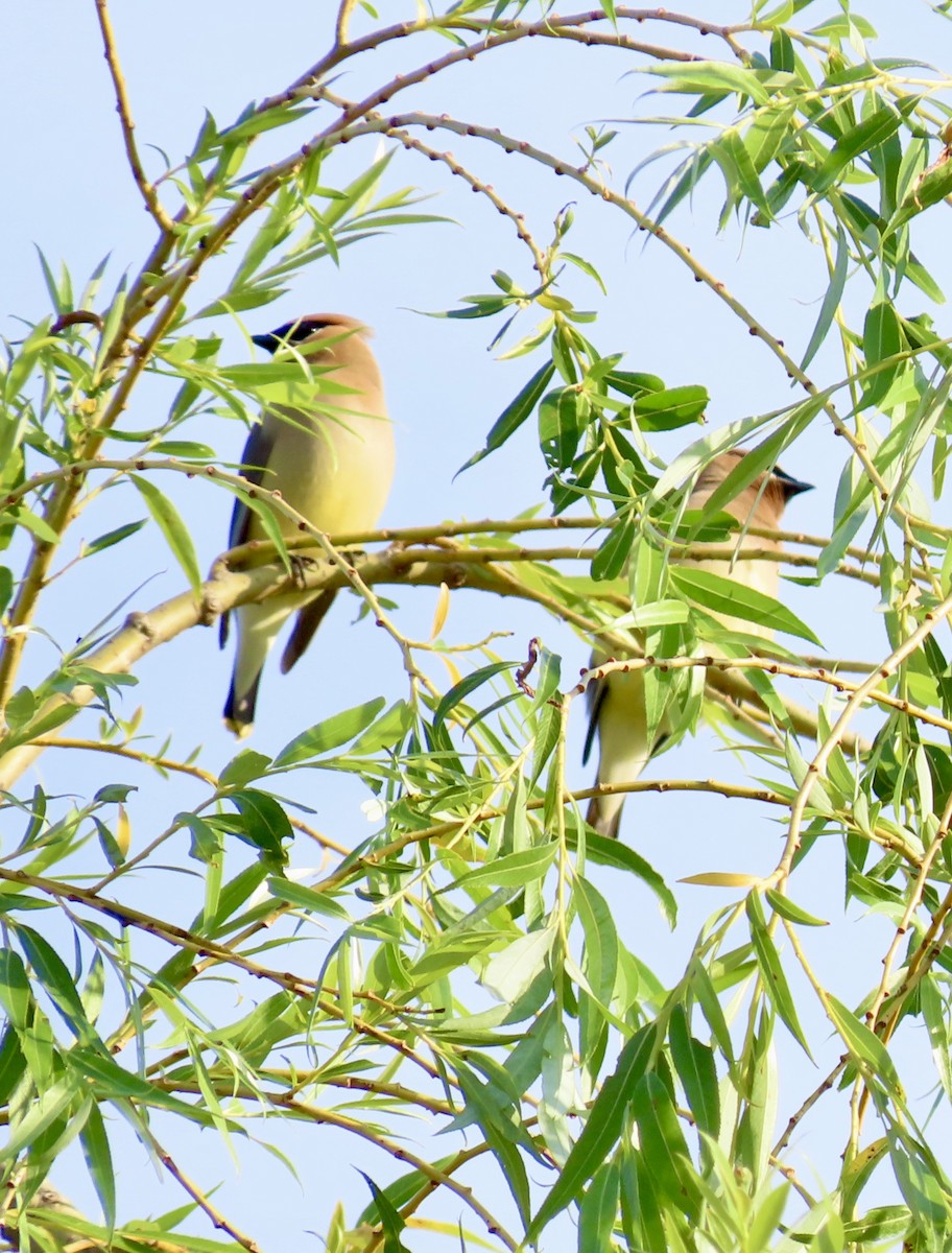 Cedar Waxwing - ML619987156