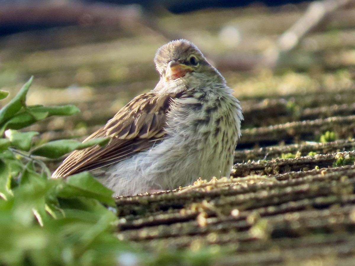 Chipping Sparrow - ML619987162