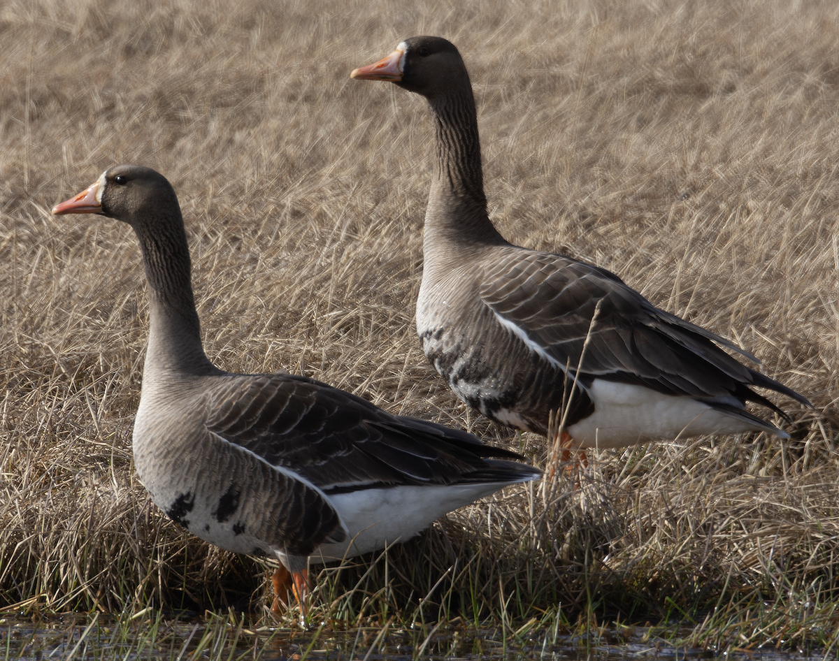 Greater White-fronted Goose - ML619987168
