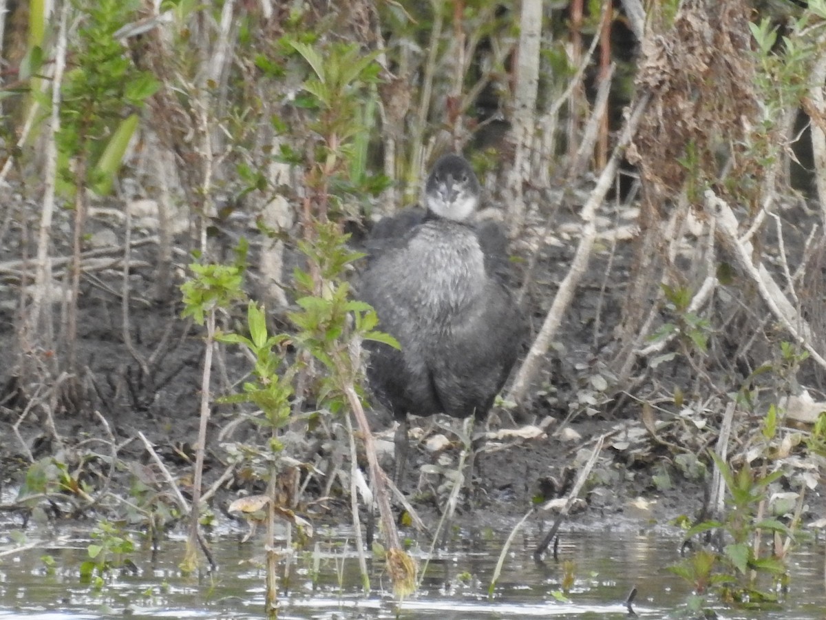 Little Grebe - ML619987177