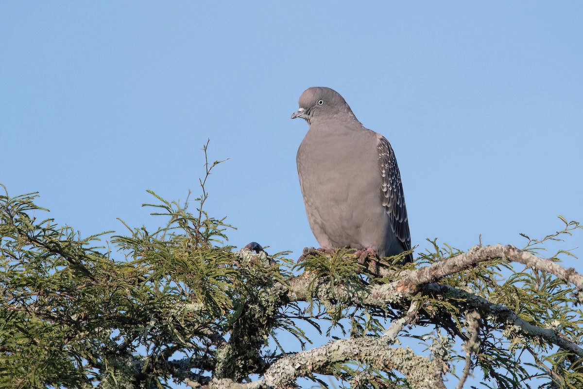 Pigeon tigré - ML619987186