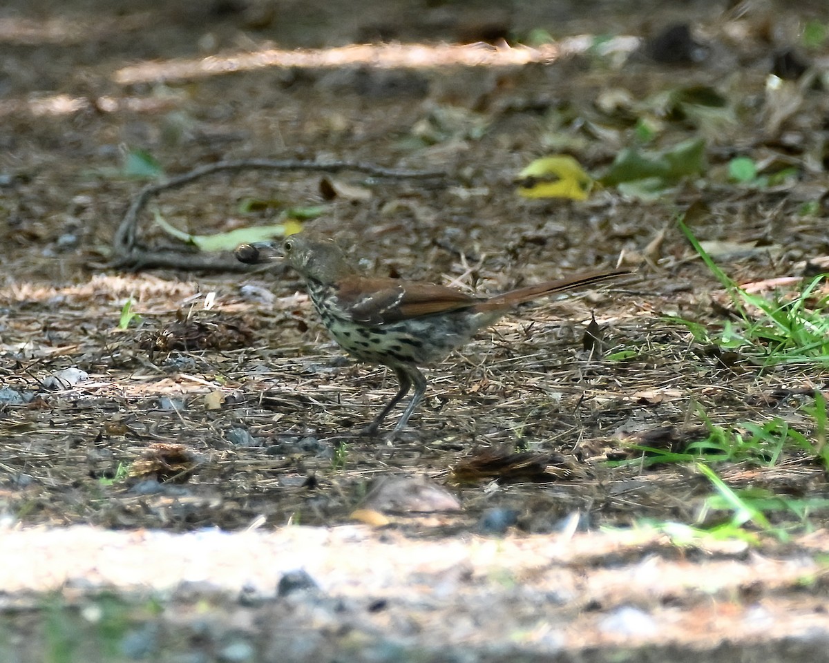 Brown Thrasher - ML619987187