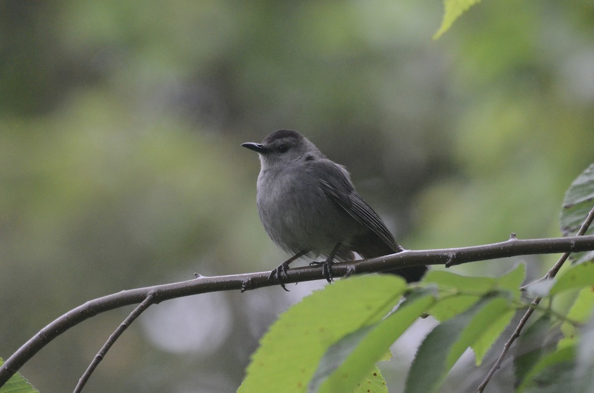 Gray Catbird - ML619987188