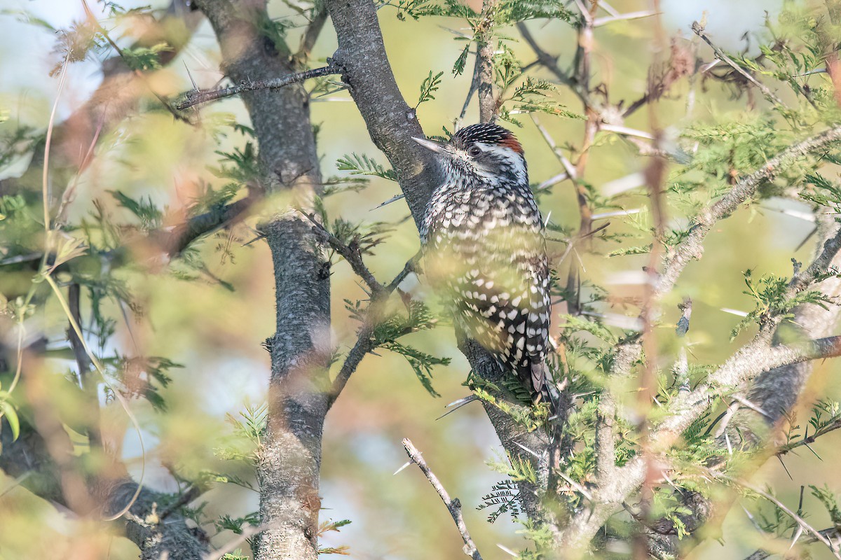Checkered Woodpecker - ML619987190