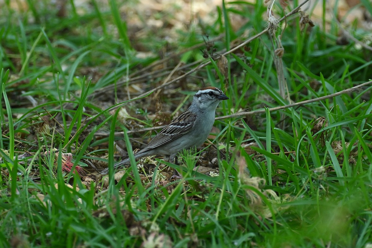 Chipping Sparrow - ML619987196