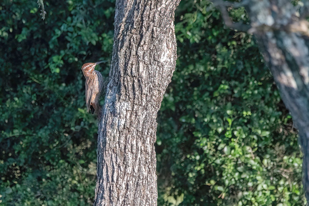 Scimitar-billed Woodcreeper - ML619987197