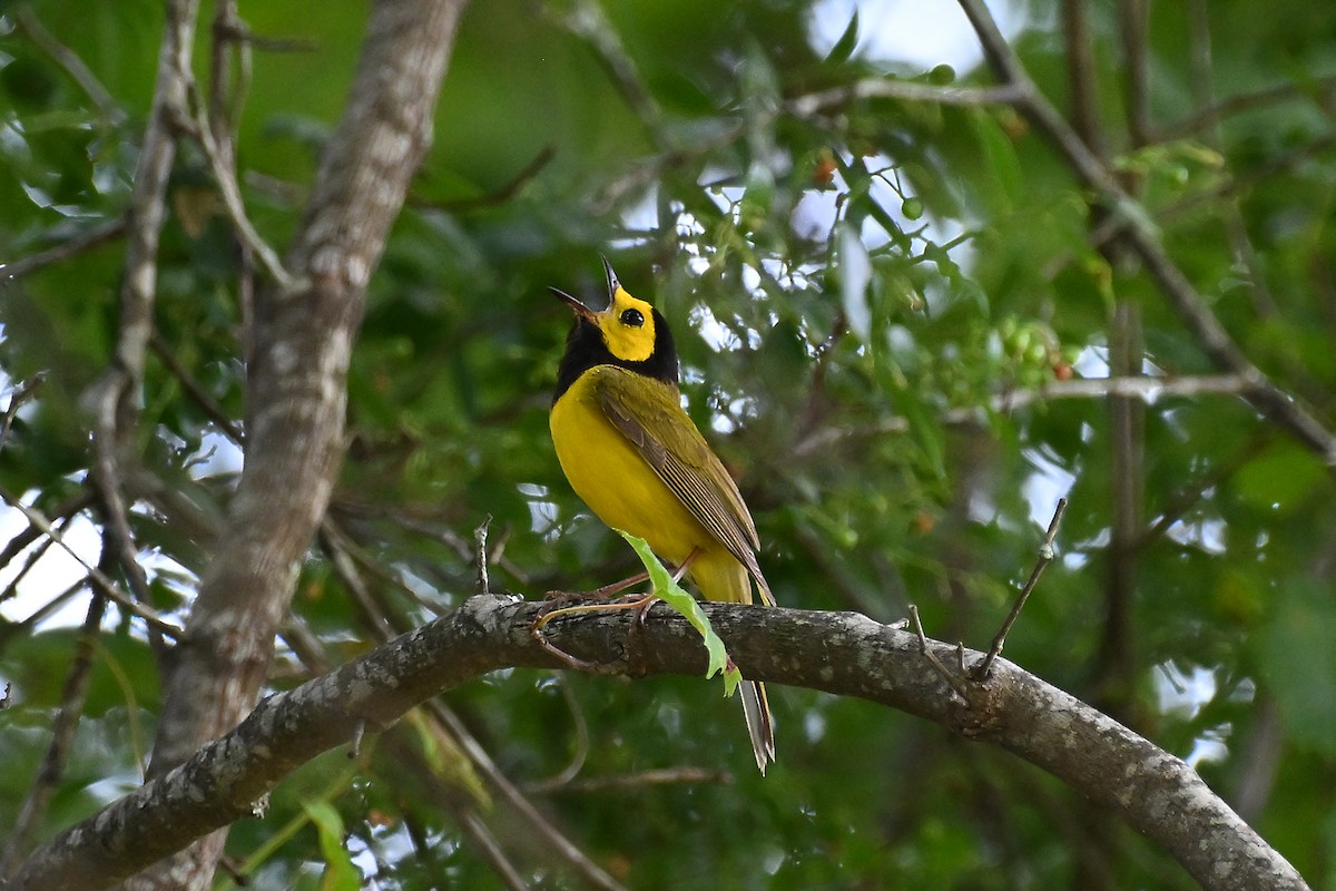 Hooded Warbler - ML619987199