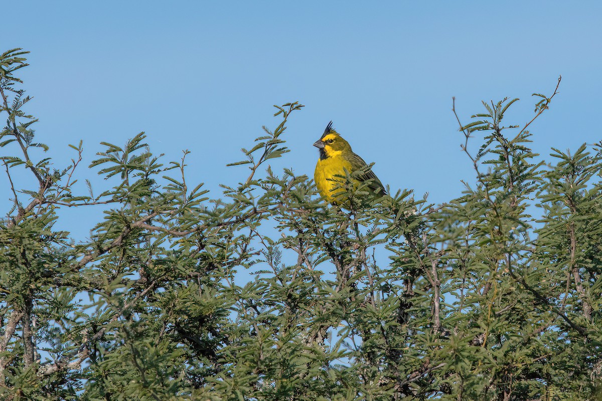 Yellow Cardinal - Raphael Kurz -  Aves do Sul