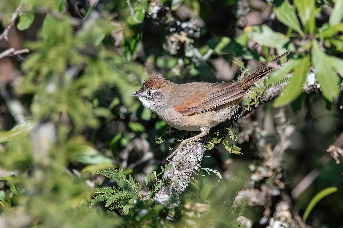 Pale-breasted Spinetail - ML619987211