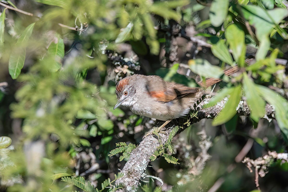 Pale-breasted Spinetail - ML619987213
