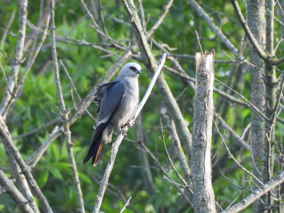 Mississippi Kite - ML619987234