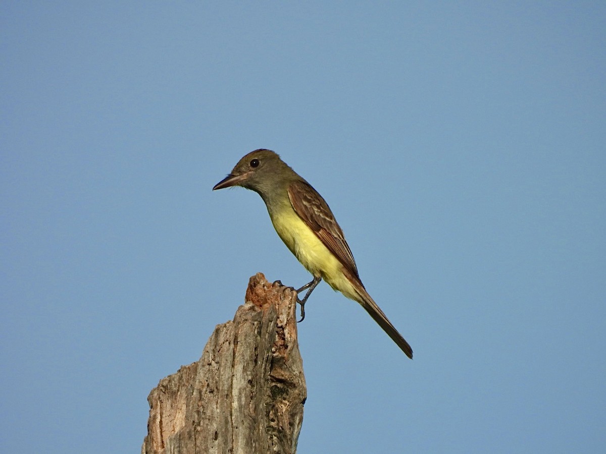 Great Crested Flycatcher - ML619987239