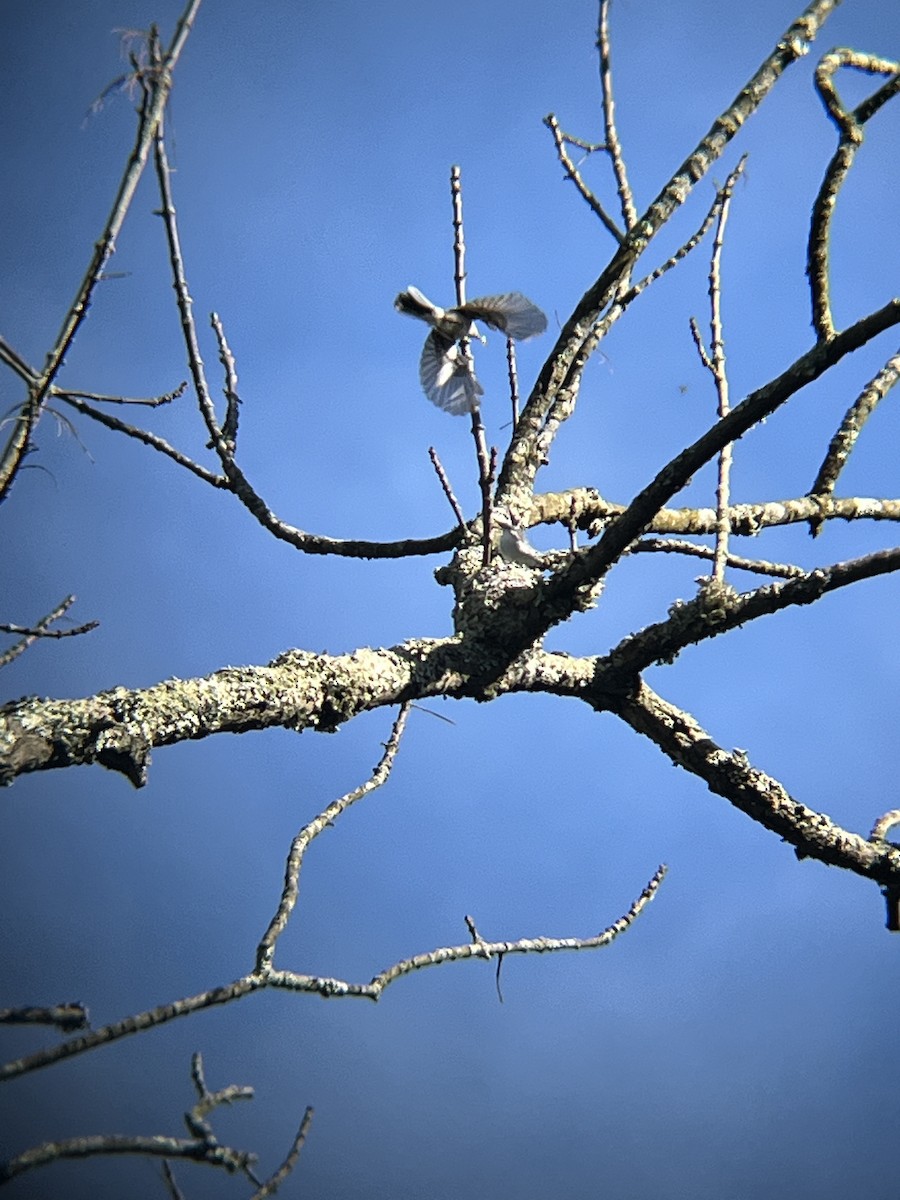 Blue-gray Gnatcatcher - ML619987240