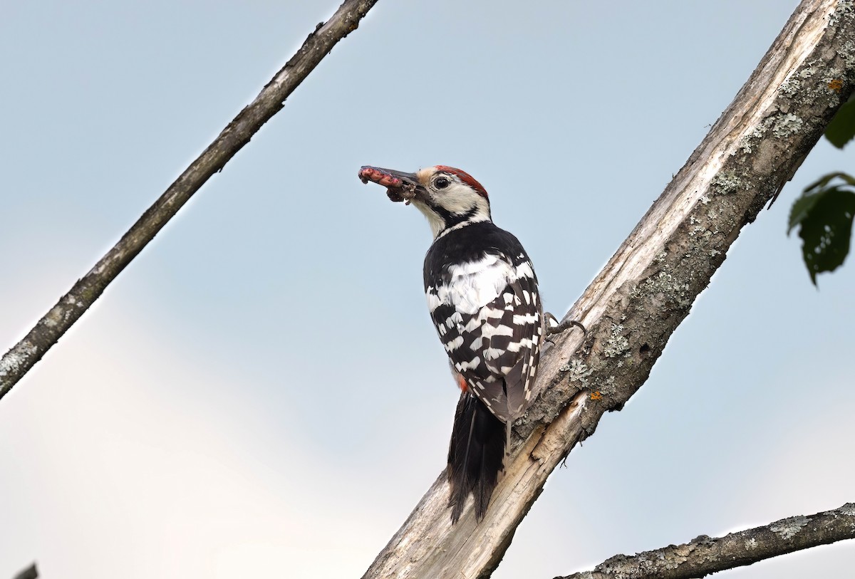 White-backed Woodpecker - ML619987241