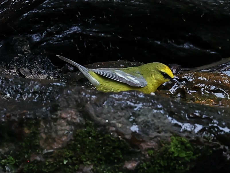 Blue-winged Warbler - ML619987244