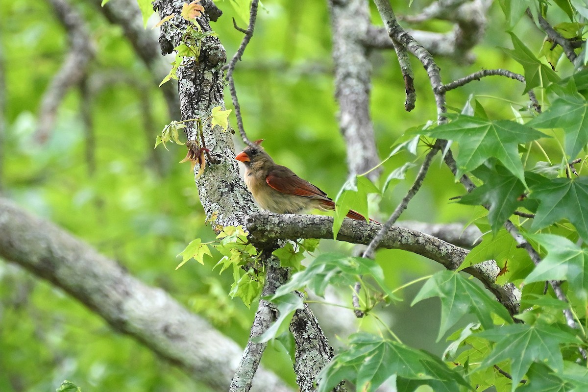 Northern Cardinal - ML619987251