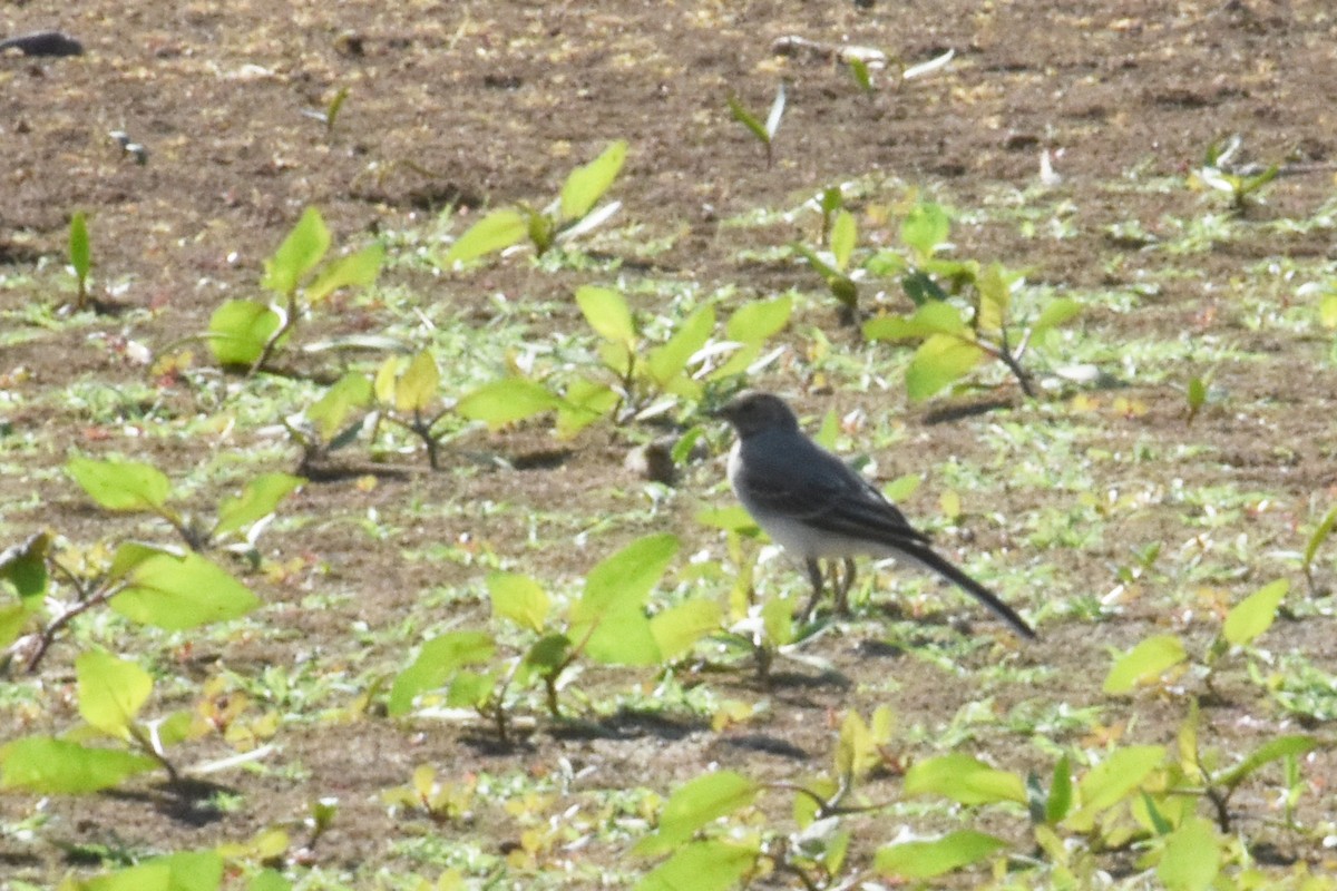 White Wagtail - ML619987256