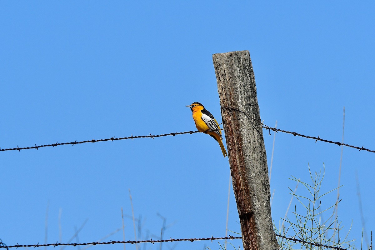 Bullock's Oriole - ML619987259