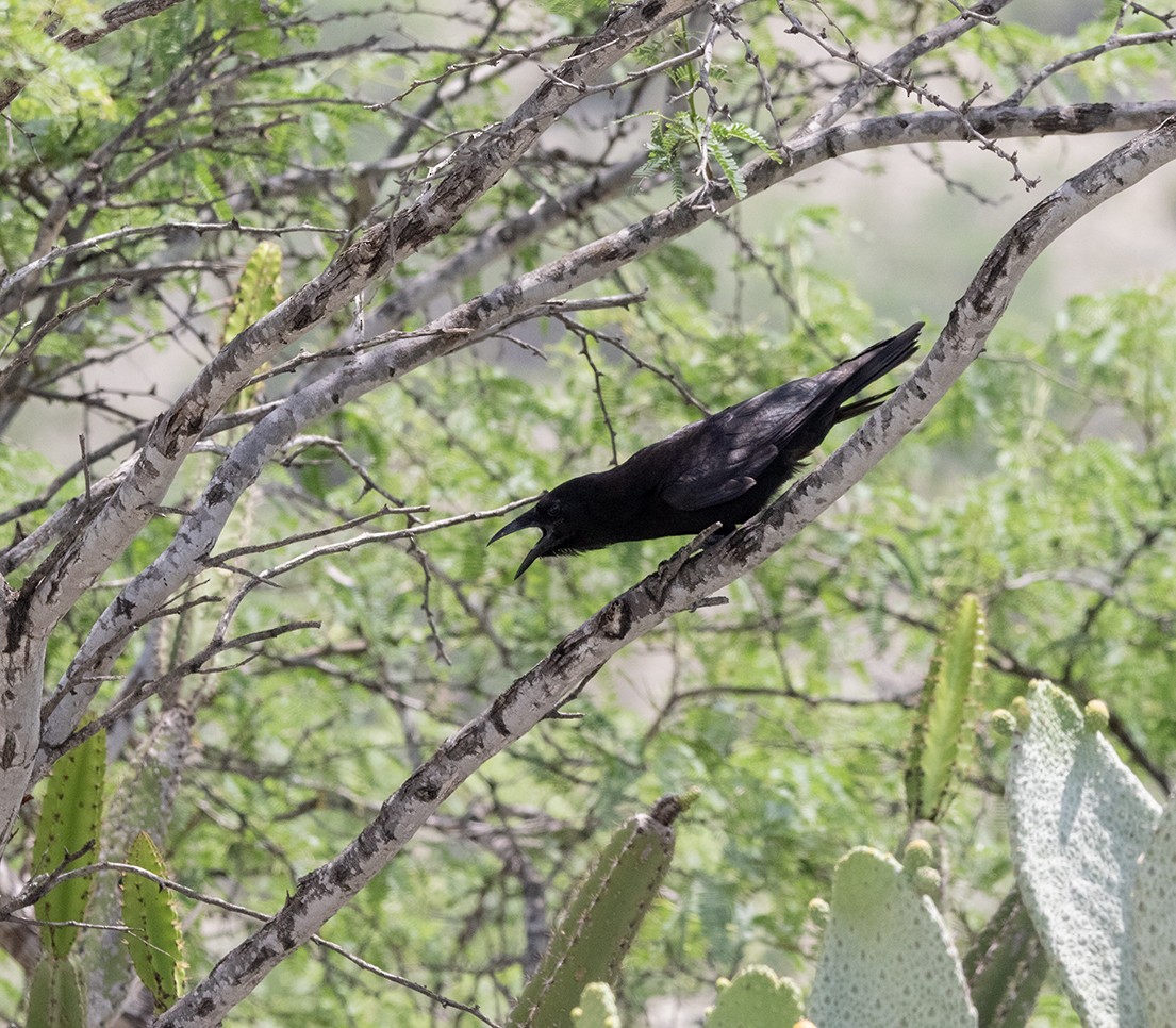 Hispaniolan Palm-Crow - ML619987274