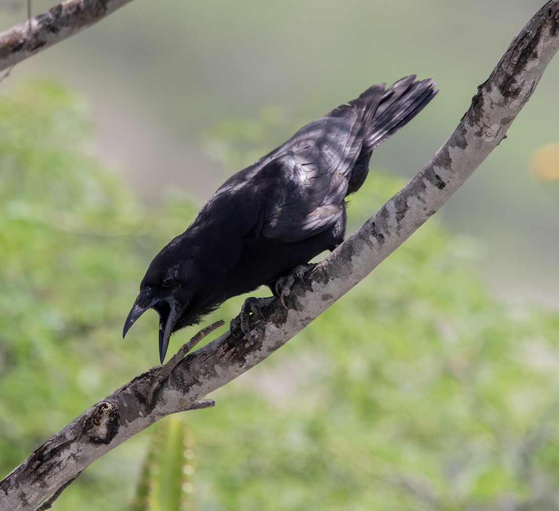 Hispaniolan Palm-Crow - ML619987275