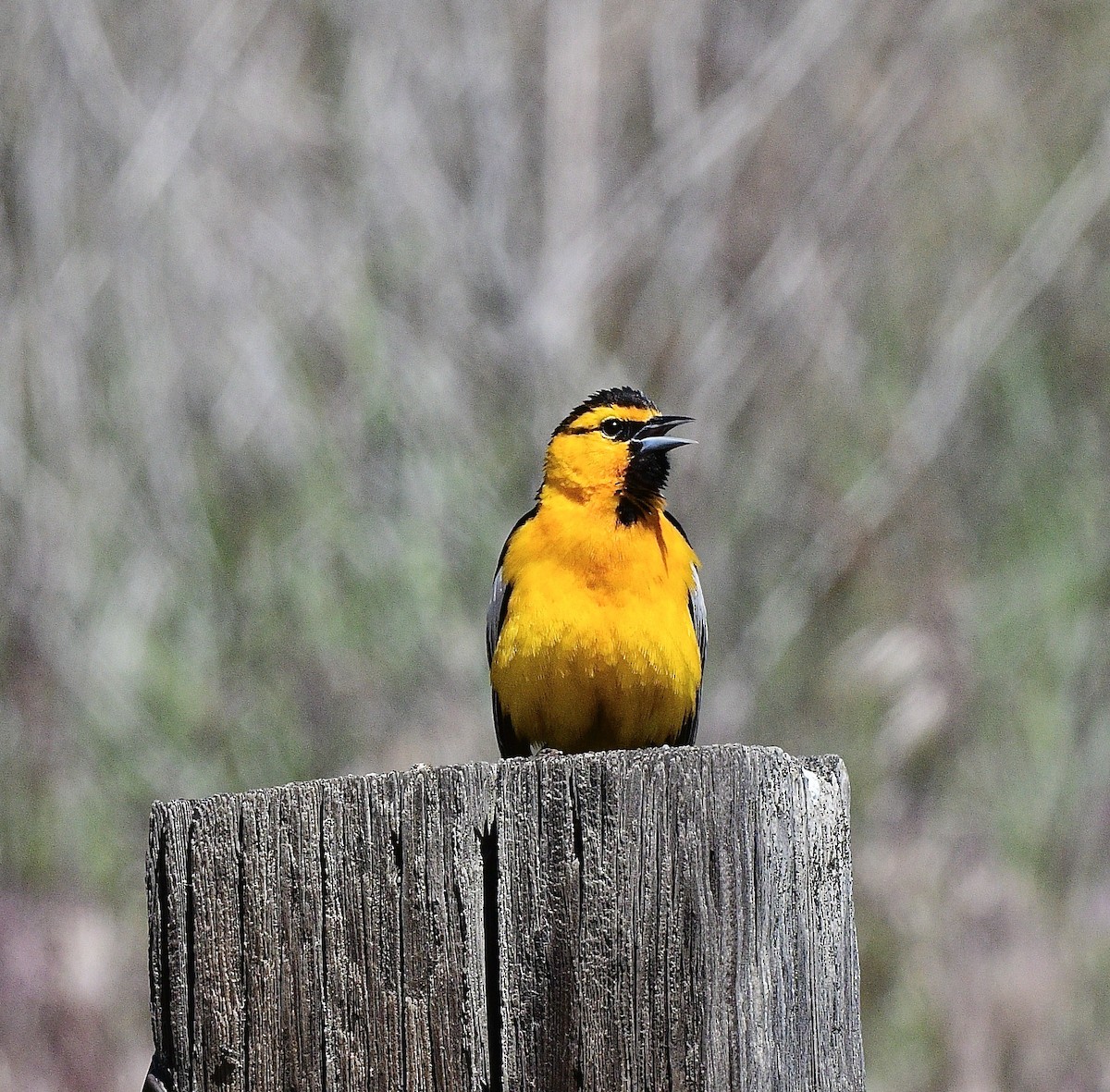 Bullock's Oriole - ML619987276