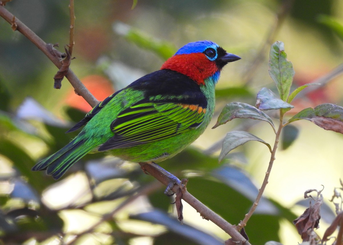 Red-necked Tanager - ML619987278