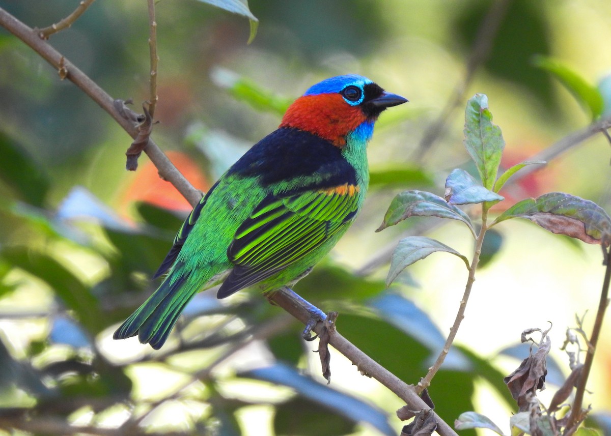 Red-necked Tanager - ML619987279