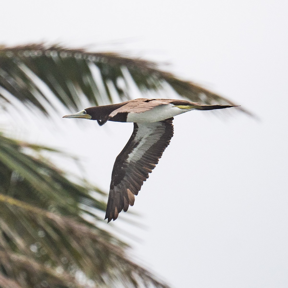 Brown Booby - ML619987286