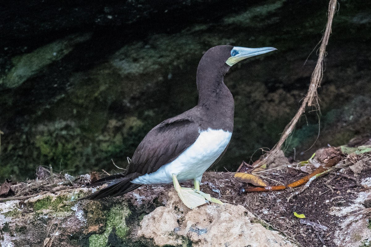 Brown Booby - ML619987288