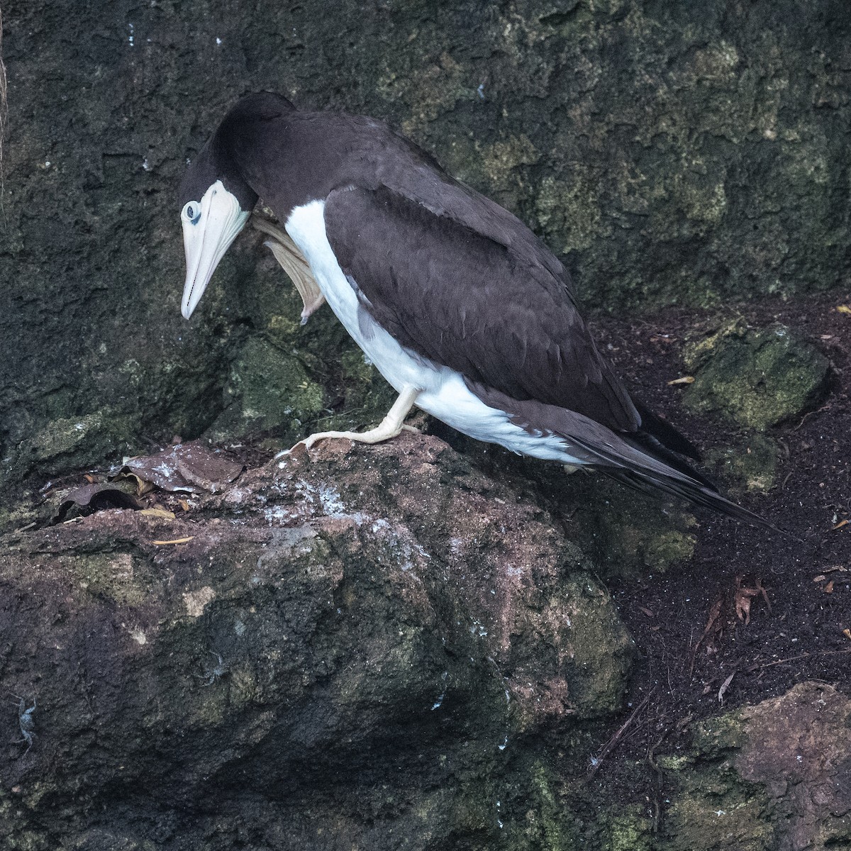 Brown Booby - ML619987289