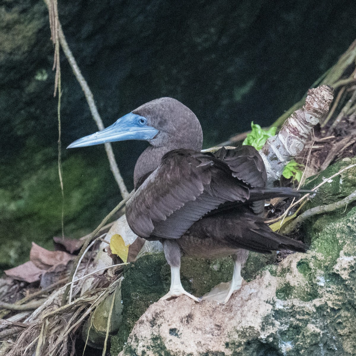Brown Booby - ML619987290