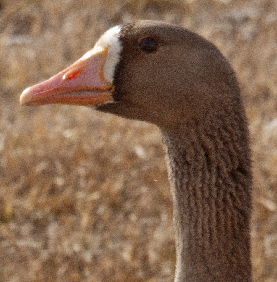 Greater White-fronted Goose - ML619987293