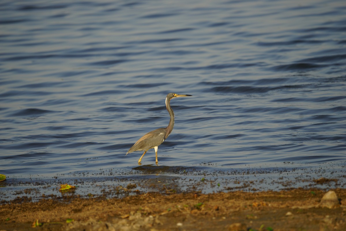 Tricolored Heron - ML619987301