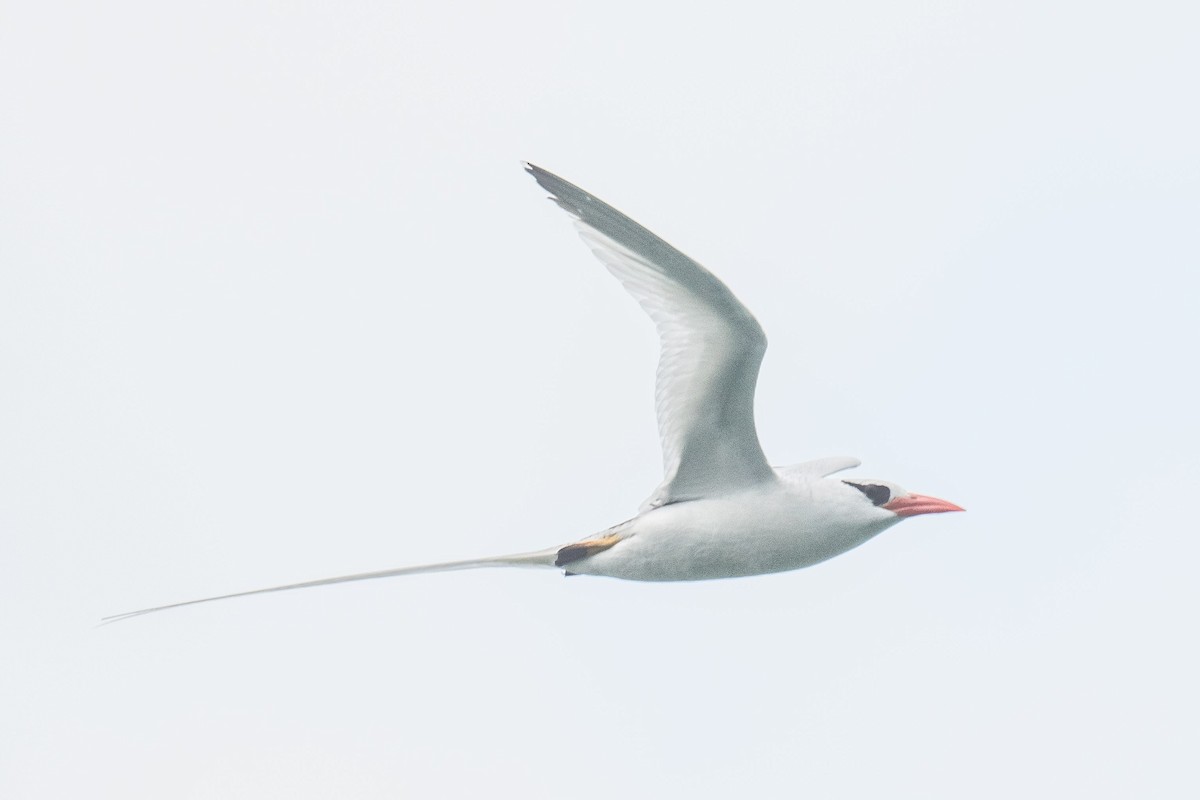 Red-billed Tropicbird - ML619987310