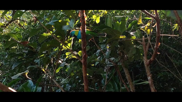 Green-headed Tanager - ML619987328