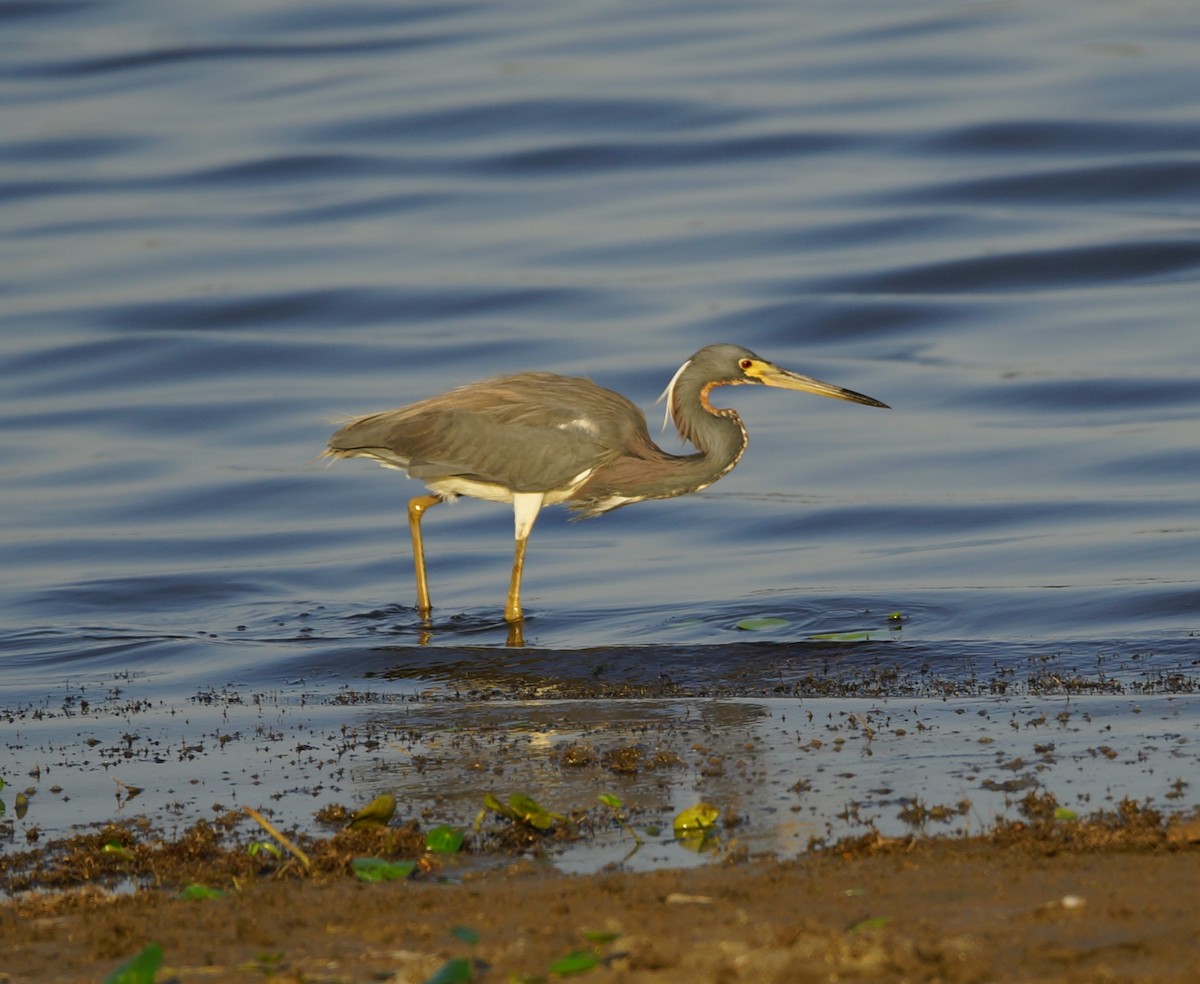 Tricolored Heron - ML619987329