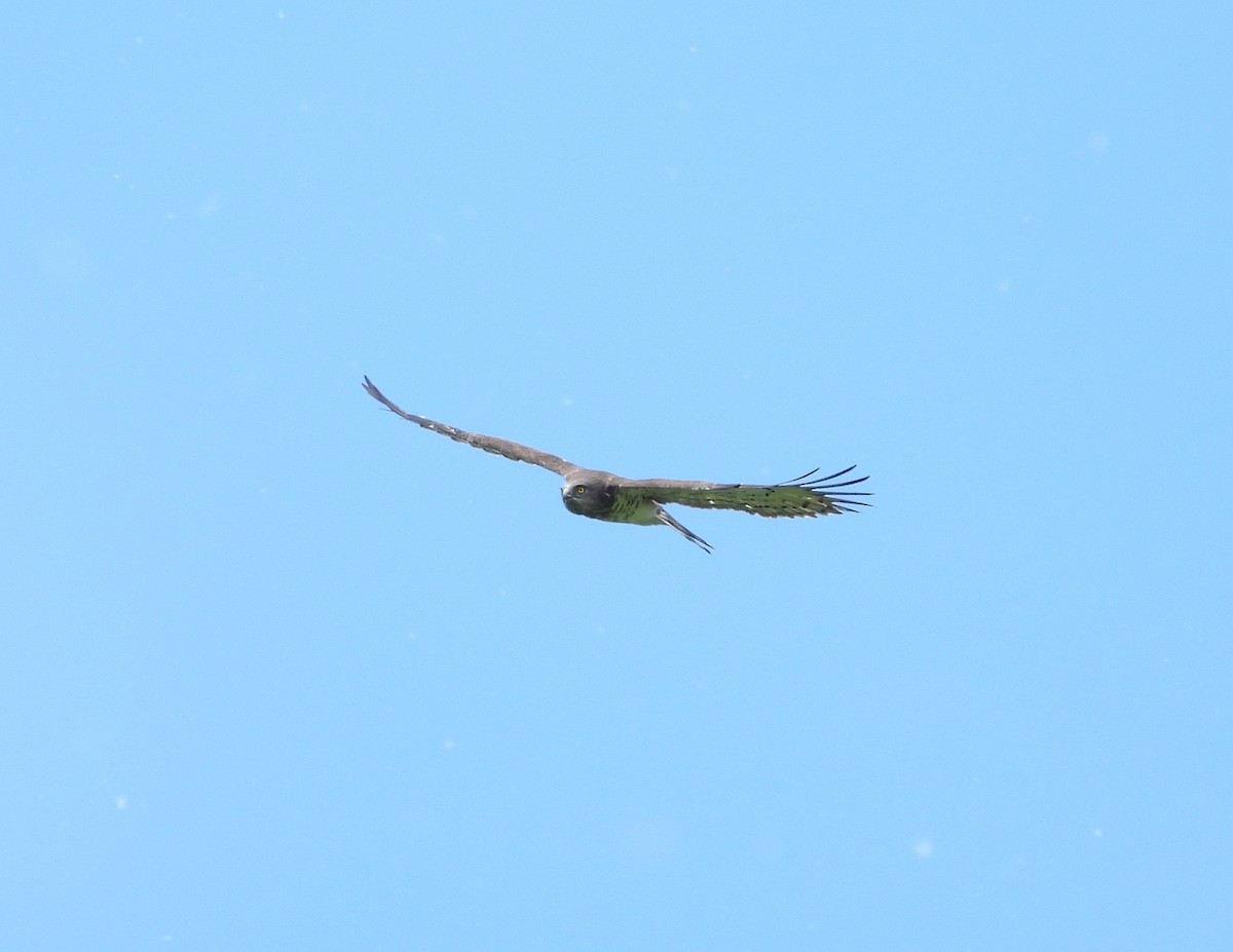 Short-toed Snake-Eagle - ML619987335