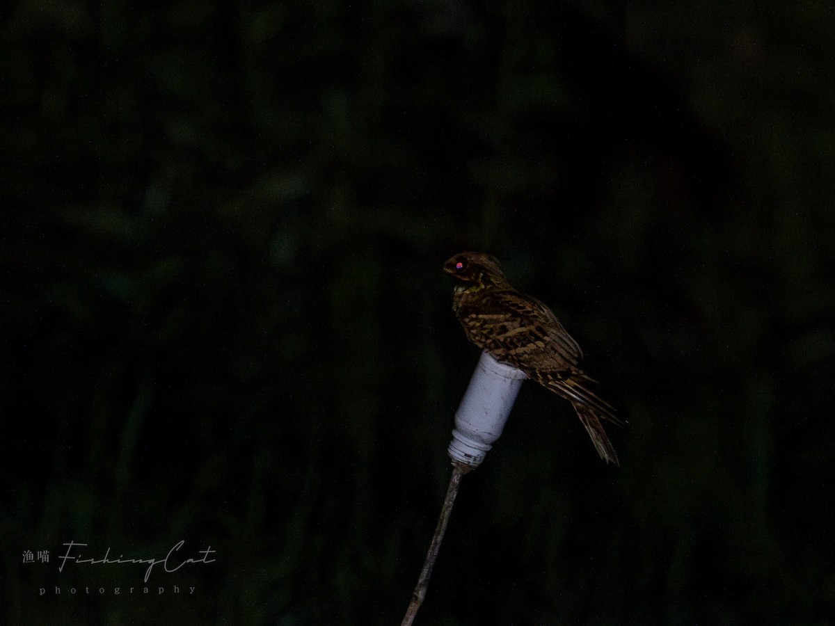 Large-tailed Nightjar - ML619987339