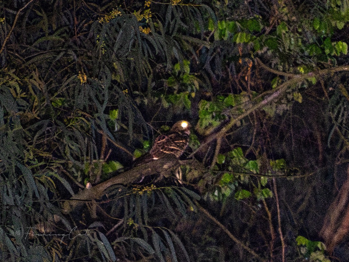 Large-tailed Nightjar - ML619987340