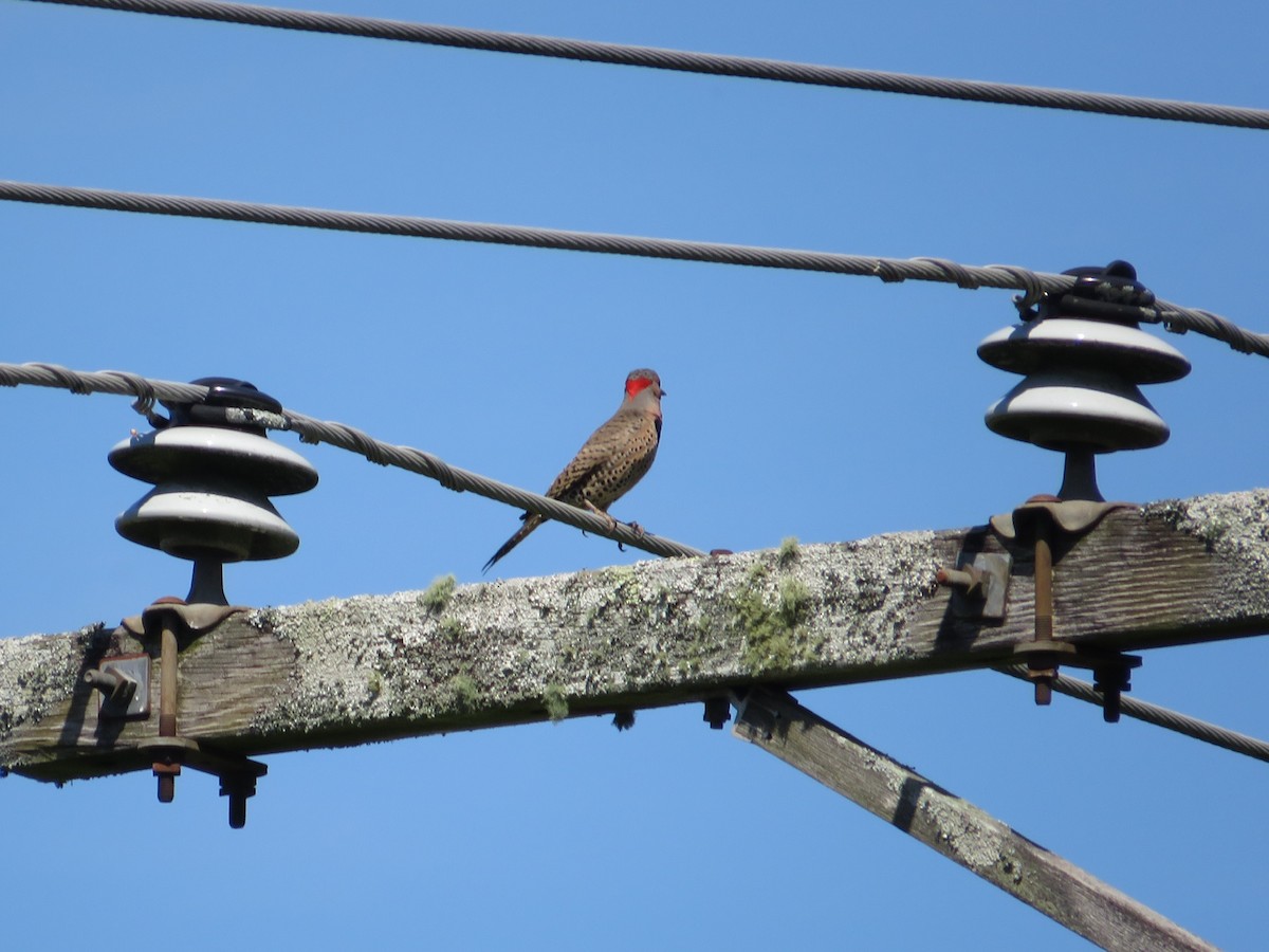 Northern Flicker - ML619987343